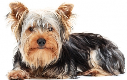 Yorkshire Terrier dog featured in dog encyclopedia