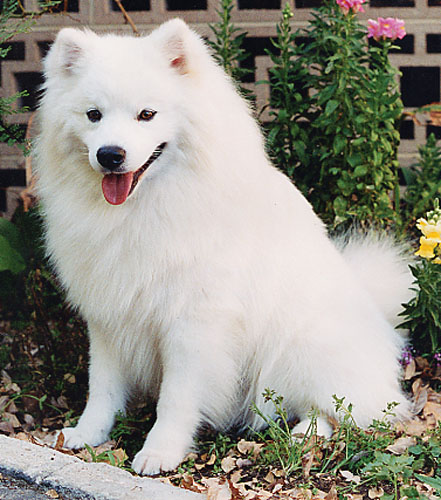 american eskimo dog on dog encyclopedia