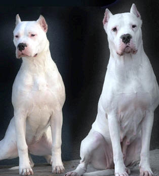 Argentine Dogo profile on dog encyclopedia