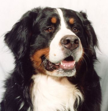 Bernese Mountain Dog profile on dog encyclopedia
