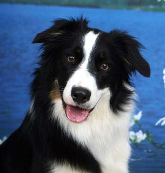 Border Collie in Dog Encyclopedia