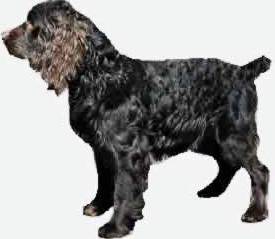 Boykin Spaniel dog featured in dog encyclopedia