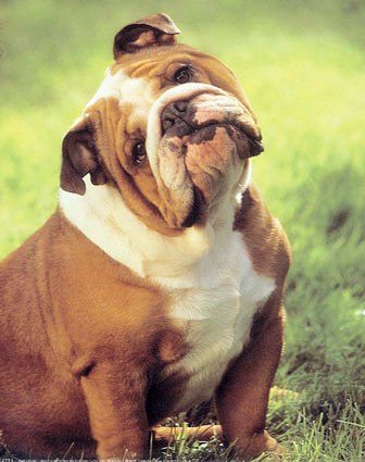 bulldog profile on dog encyclopedia