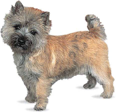 Cairn Terrier profile on dog encyclopedia