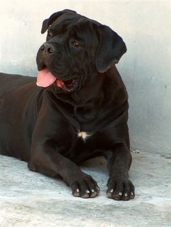 Cane Corso profile on dog encyclopedia