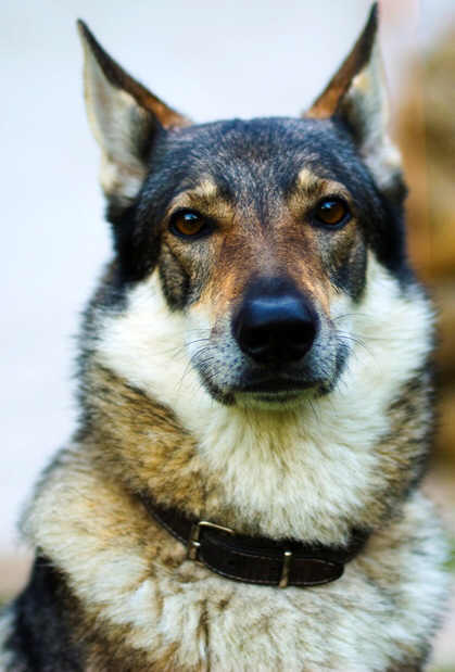 Czechoslovakian Wolfdog profile on dog encyclopedia