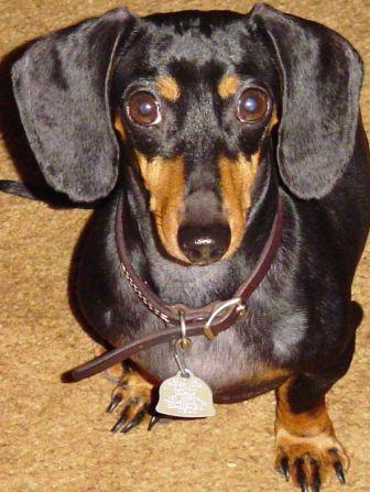 Dachshund profile on dog encyclopedia