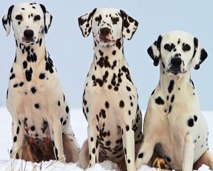 Dalmatian profile on dog encyclopedia