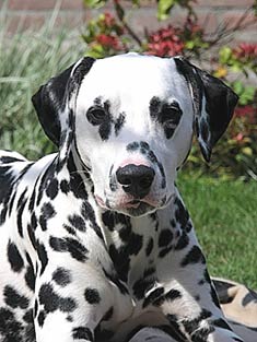 Dalmatian dog on dog encyclopedia