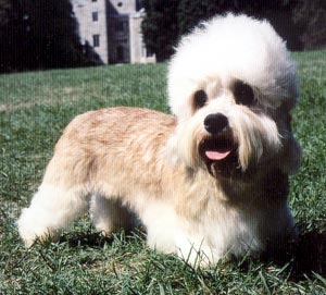 Dandie Dinmont Terrier profile on dog encyclopedia