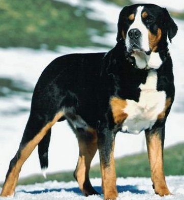Entlebucher Mountain Dog profile on dog encyclopedia