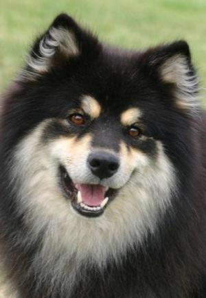 Finnish Lapphund profile on dog encyclopedia