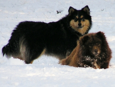 Finnish Lapphund dog featured in dog encyclopedia