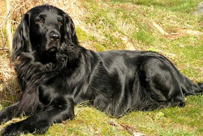 Flat Coated Retriever profile on dog encyclopedia