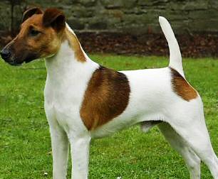 Smooth Fox Terrier dog featured in dog encyclopedia