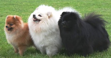 German Spitz dog featured in dog encyclopedia