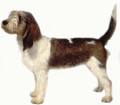 Grand Basset Griffon Vendeen profile in dog encylopedia