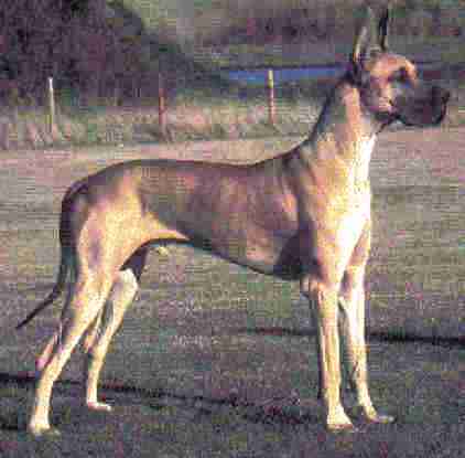 Great Dane dog featured in dog encyclopedia