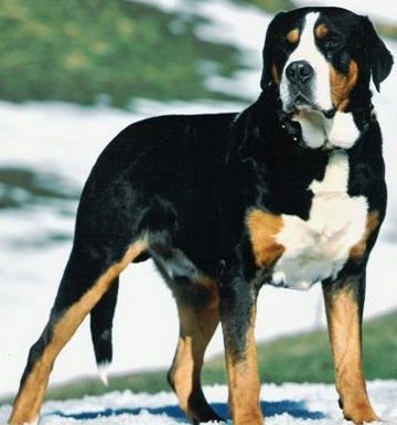 Greater Swiss Mountain Dog profile on dog encyclopedia