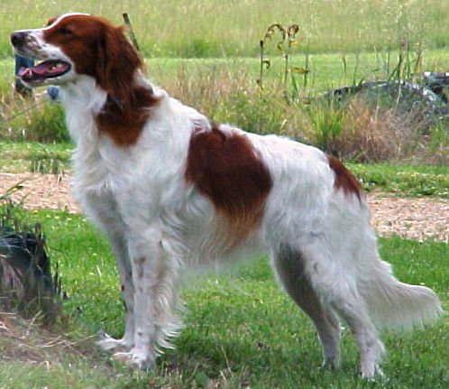 The Irish Red and White Setter profile on dog encyclopeida