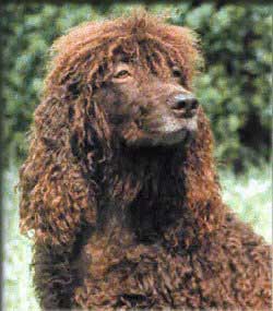 Irish Water Spaniel profile on dog encyclopedia