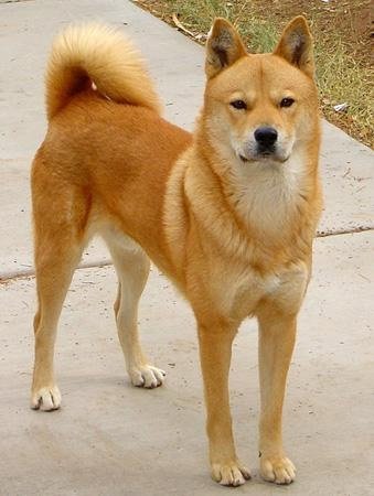 Korean Jindo dog profile in dog encyclopedia