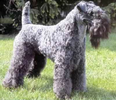Kerry Blue Terrier dog featured in dog encyclopedia