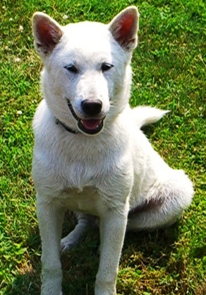 Kishu Ken profile in dog encyclopedia