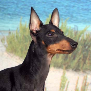 Manchester Terrier profile on dog encyclopedia