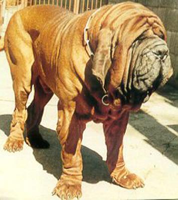 Neapolitan Mastiff profile on dog encclopedia