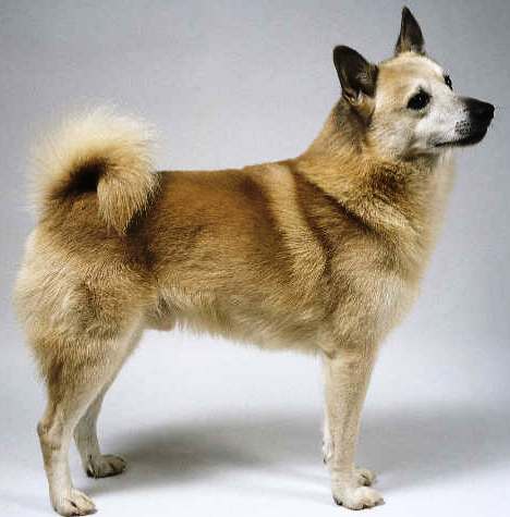 Norwegian Buhund dog featured in dog encyclopedia