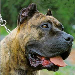 Perro de Presa Canario dog featured in dog encyclopedia