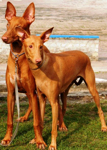 Pharaoh Hound profile on dog encyclopedia