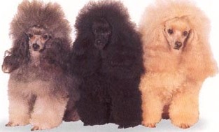 Poodle dog featured in dog encyclopedia