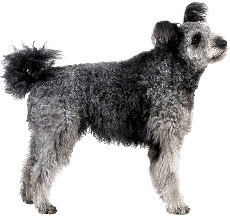 Pumi dog featured in dog encyclopedia
