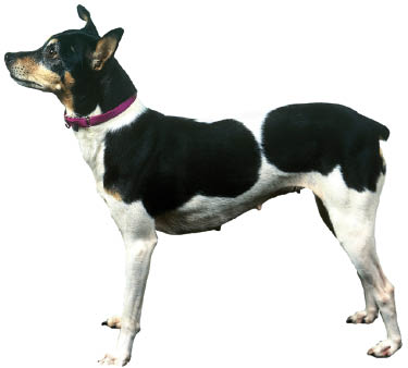 Rat Terrier profile on dog encyclopedia