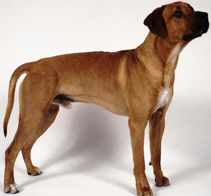 Rhodesian Ridgeback dog featured in dog encyclopedia