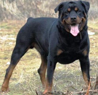 Rottweiler dog featured in dog encyclopedia