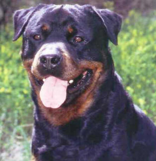 Rottweiler profile on dog encyclopedia
