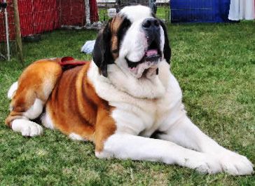 Saint Bernard profile on dog encyclopedia
