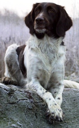 Small Munsterlander pointer profile on dog encyclopedia