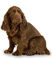 Sussex Spaniel profile on dog encyclopedia