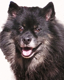 Swedish Lapphund dog featured in dog encyclopedia