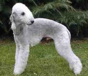 Bedlington Terrier in dog encyclopedia