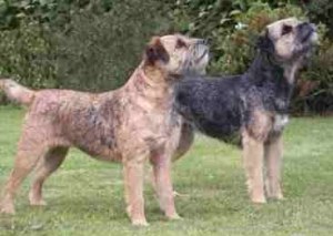 border terrier profile on dog encyclopedia