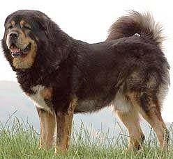 Tibetan Mastiff profile on dog encyclopedia