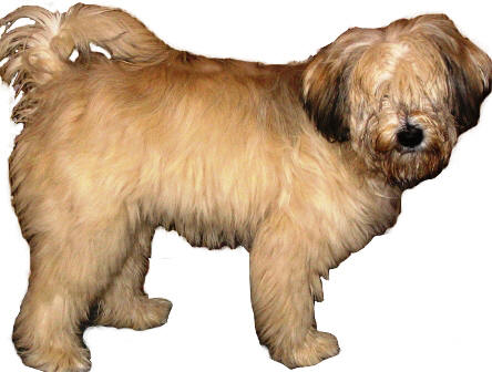 Tibetan Terrier profile on dog encyclopedia