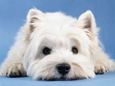 West Highland White Terrier profile on dog encyclopedia