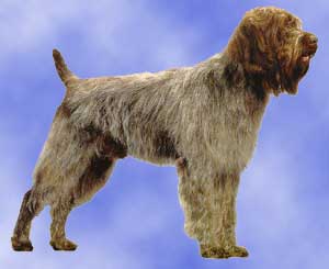 Wirehaired Pointing Griffon profile in dog encyclopedia