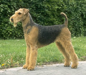 Airedale Terrier side photo